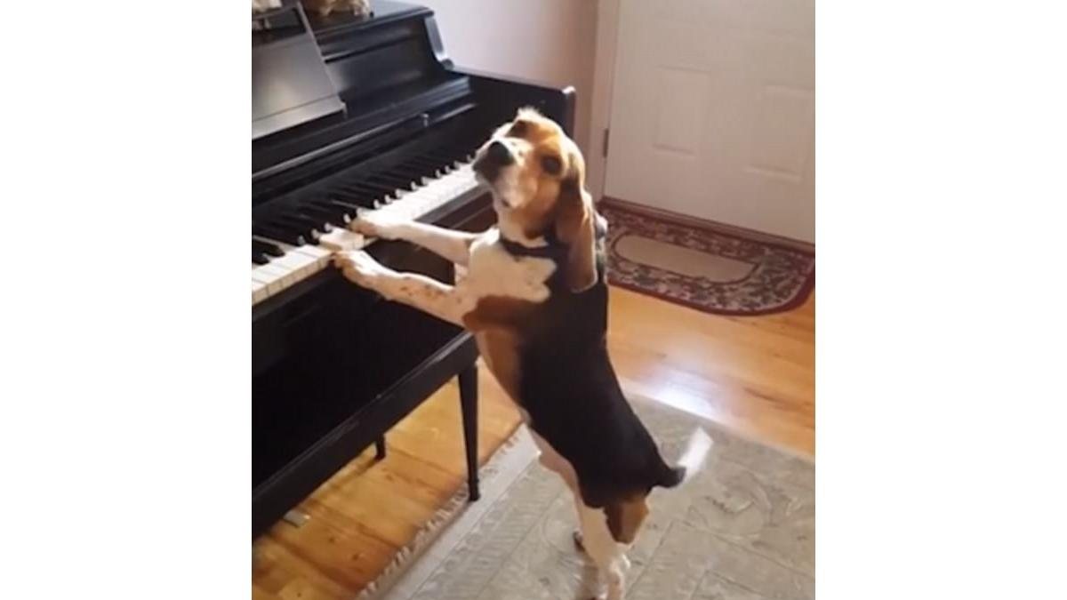 buddy-beagle - Foto: Reprodução/YouTube
