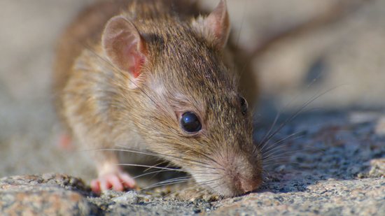 O que é leptospirose: doença transmitida por ratos - (Foto: Freepik)