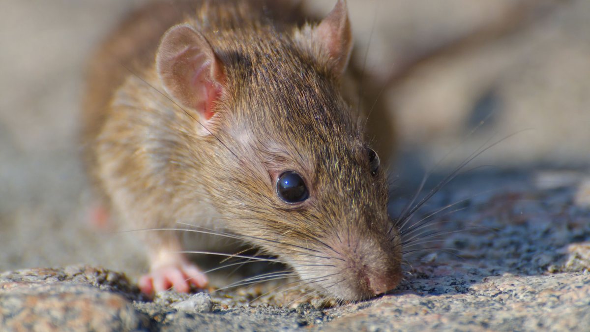 O que é leptospirose: doença transmitida por ratos - (Foto: Freepik)