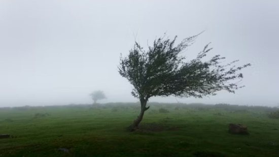 Apesar de a probabilidade de quedas de galhos de árvores ser considerada baixa - (Foto: Unsplash)