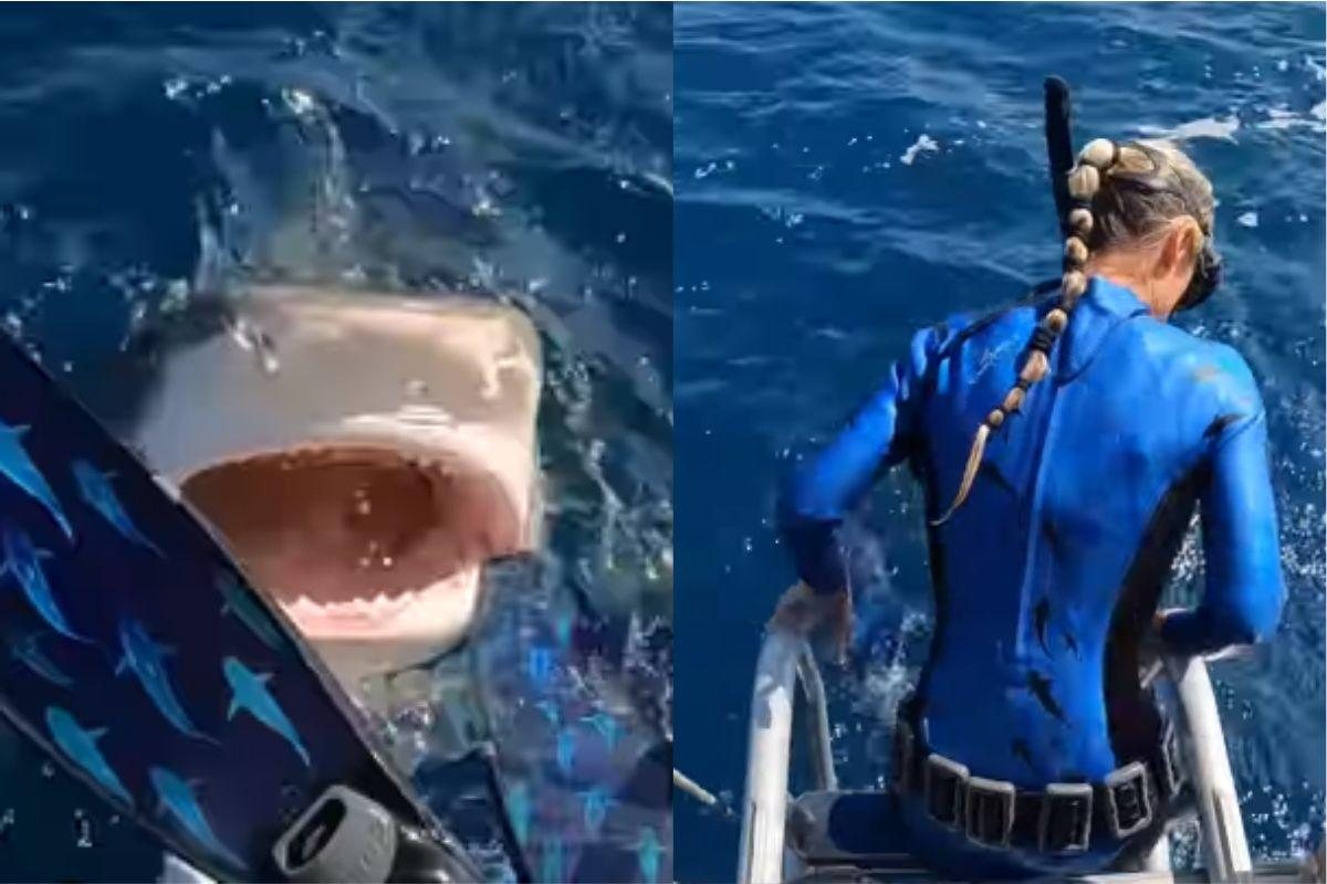 Vídeo mostra momento surpreendente em que mergulhadora escapa de mordida de tubarão