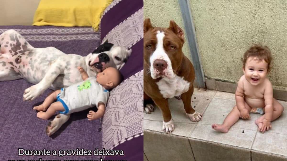 Vídeo: grávida compra boneca para cães se acostumarem com a chegada de bebê