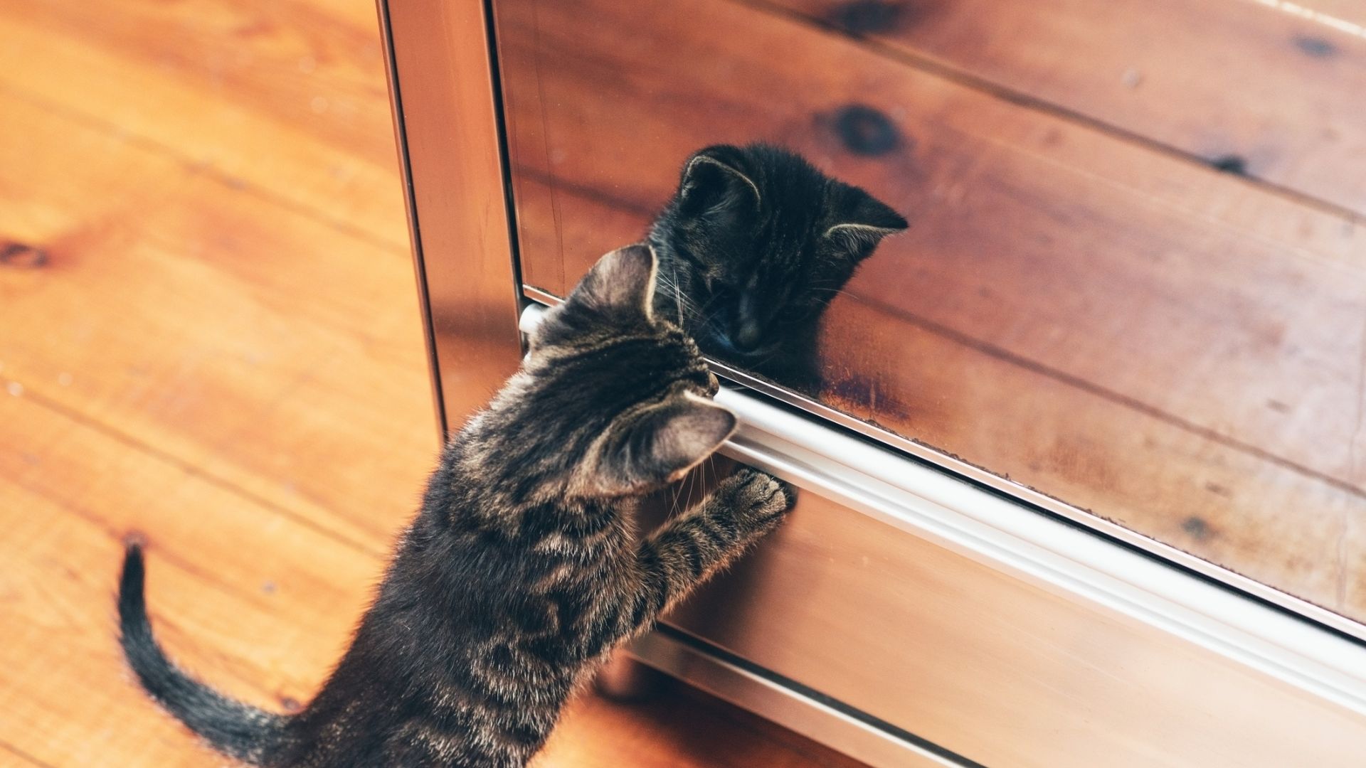 Gato no espelho