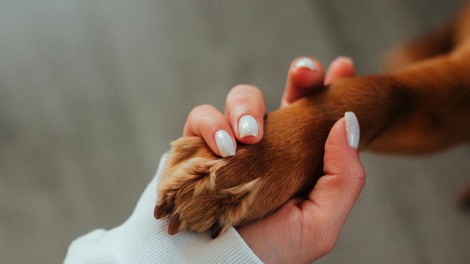 Cachorro dando a mão para humano