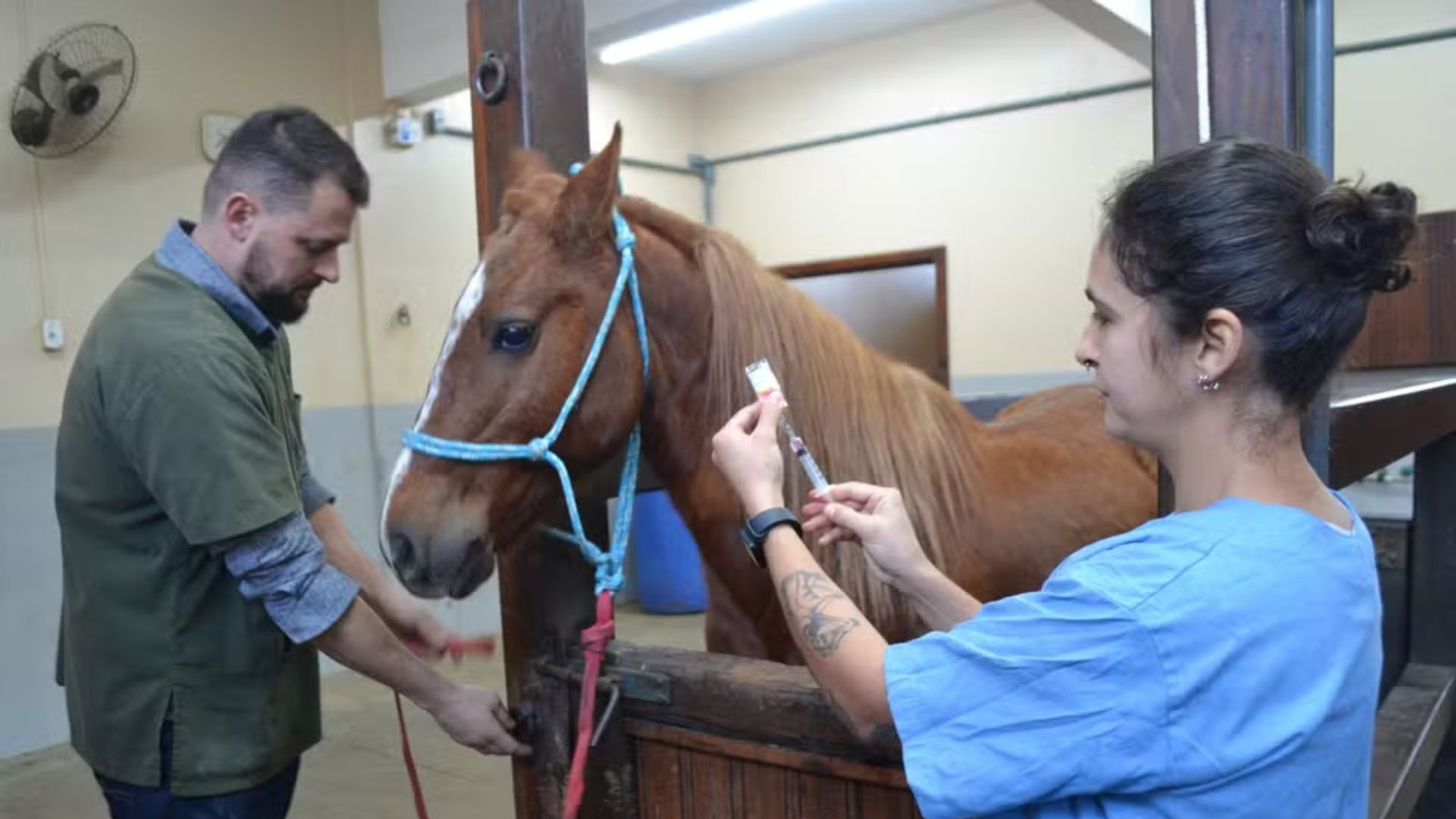 Cavalo Caramelo do RS