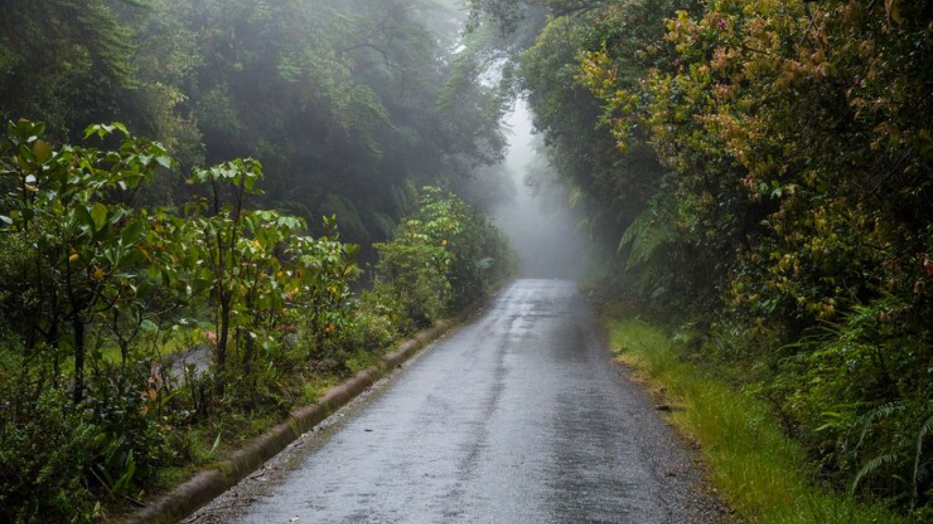 Floresta com chuva