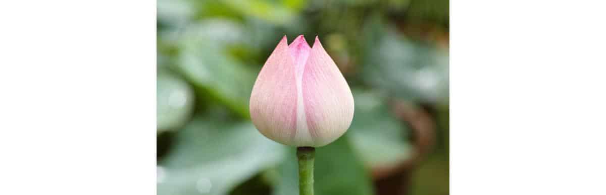 gengivite na gravidez