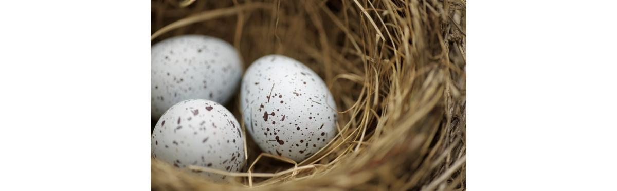 Prepare-se para o ninho vazio: piscou, chegou
