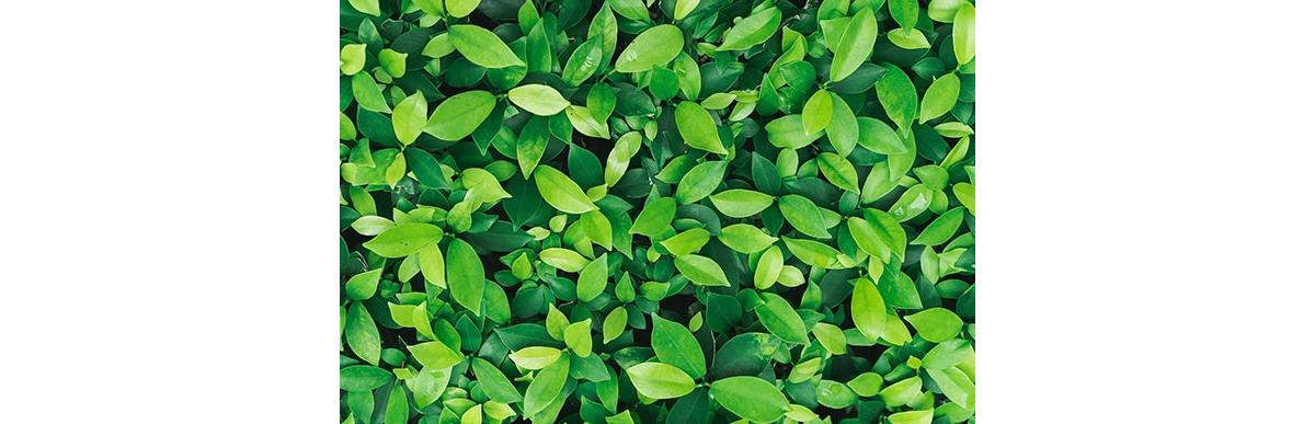 Meio ambiente para todos