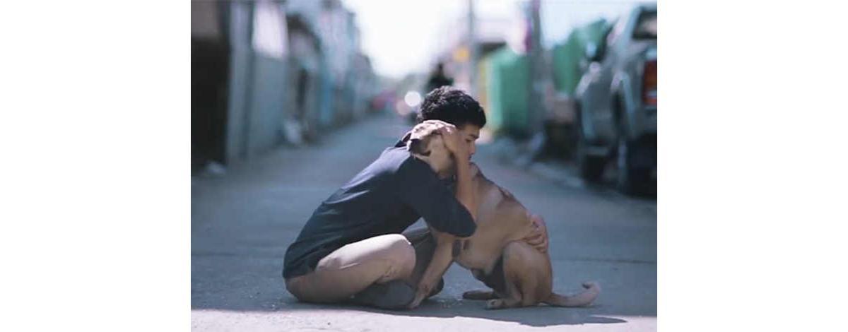 Que amor! Menino distribui abraços em cachorros de rua
