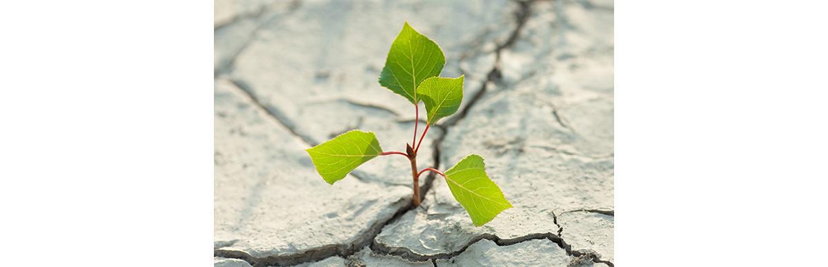 Um passo à frente: homem descobre como transformar areia em terra fértil