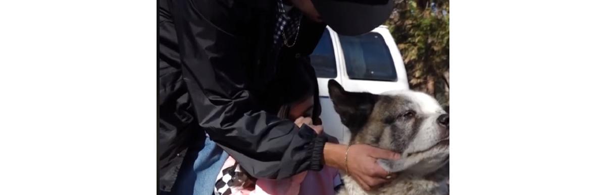 Família reencontra cachorro 101 dias após incêndios na Califórnia
