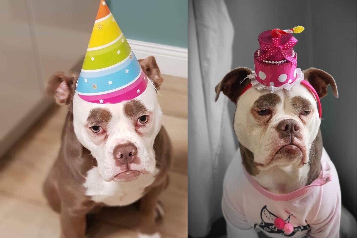 Cão chama atenção por causa das sobrancelhas diferentes e tem uma foto melhor do que a outra no Instagram