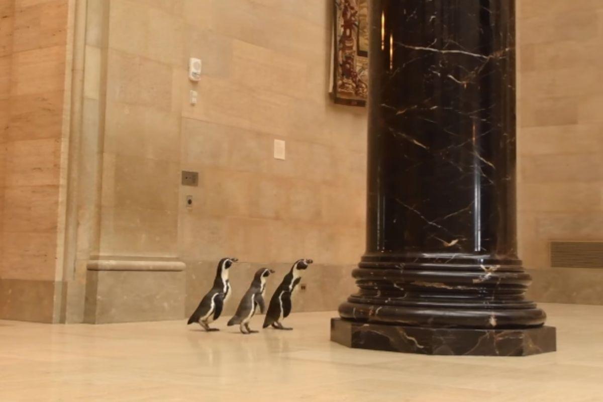 Pinguins “quebram” isolamento e vídeo os flagra andando por um museu