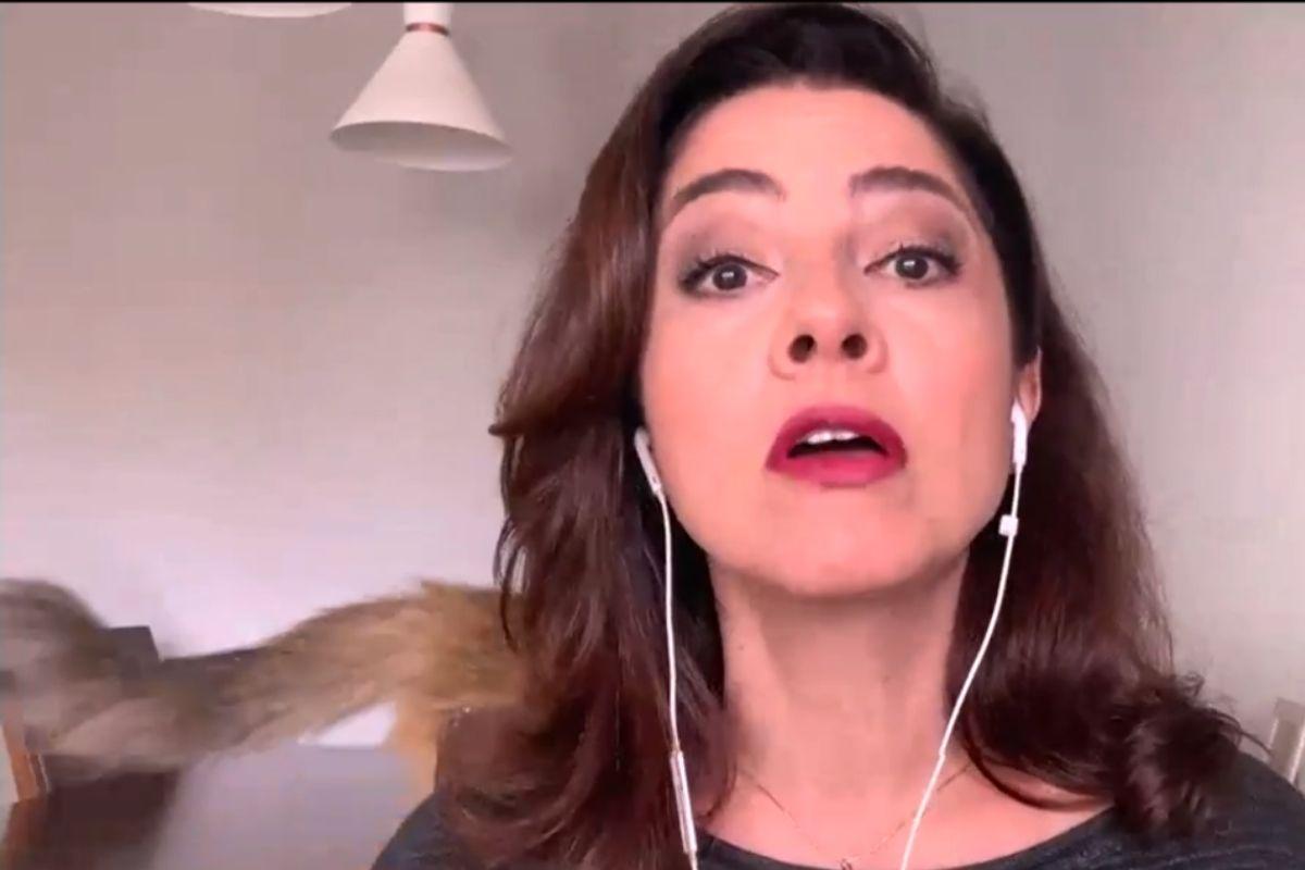 Vídeo: gata rouba a cena ao vivo enquanto jornalista falava de casa