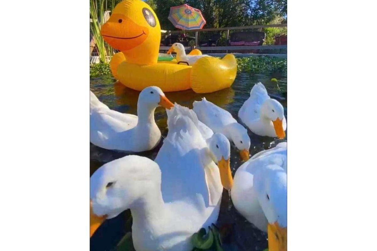 A mulher decidiu ajudar a pata