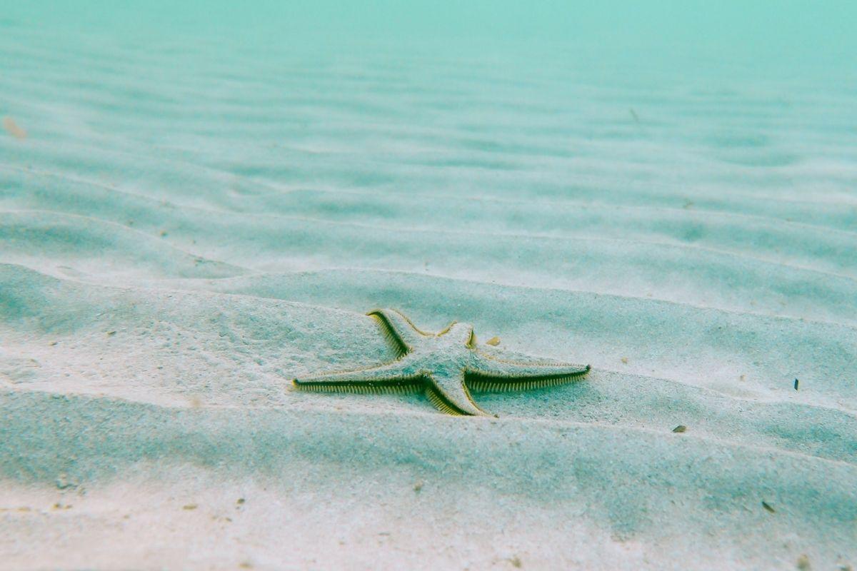 Brinquedo sustentável