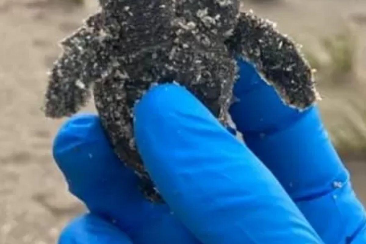 Como assim? Tartaruga com duas cabeças é encontrada nos EUA