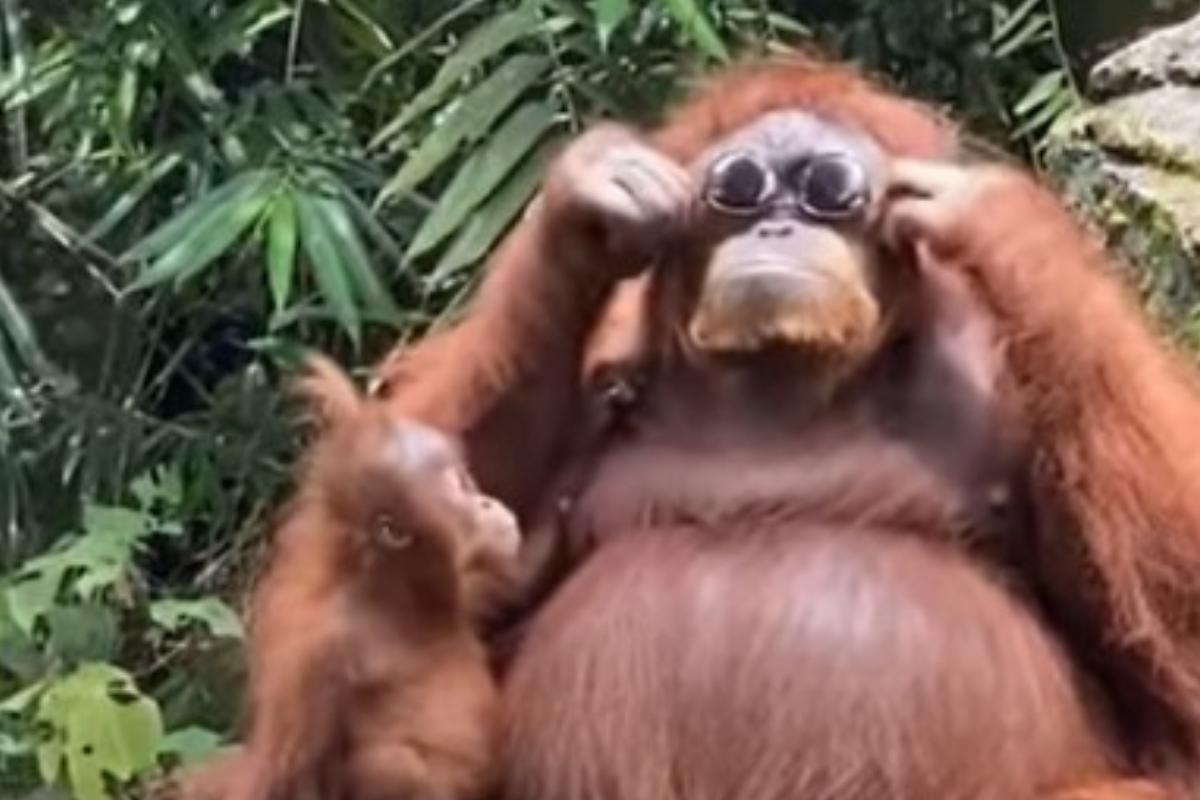 O orangotango logo se aproximou do óculos escuro