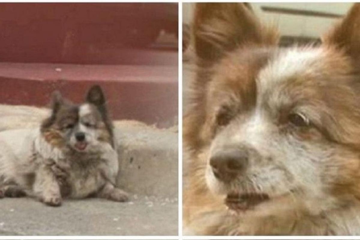 Bokshill não saia do local por nada