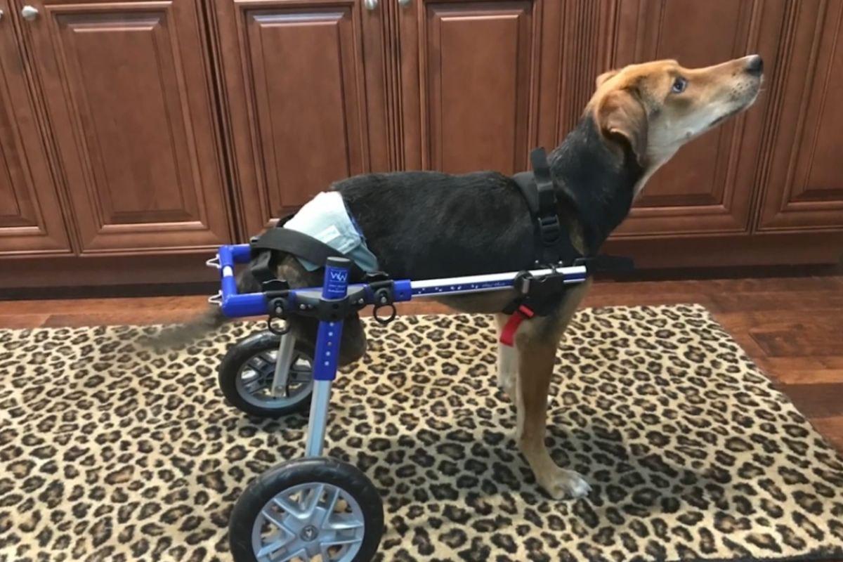 Cachorro ajuda em tratamentos de crianças