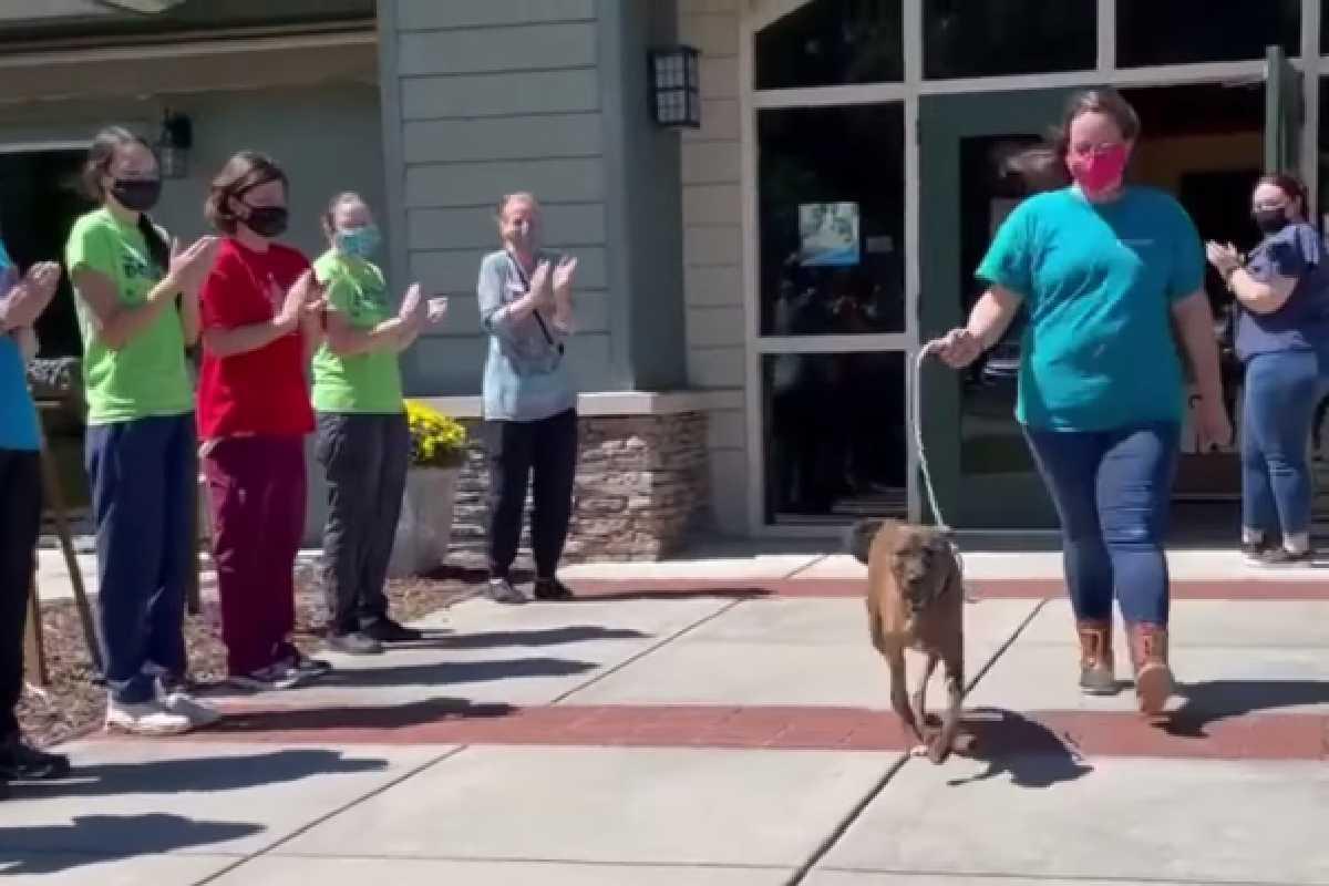 Big Mac foi adotado após 265 dias no abrigo