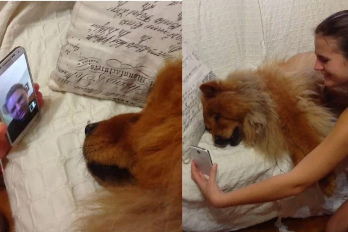 Cachorro sente falta da dona ao ouvir a voz dela