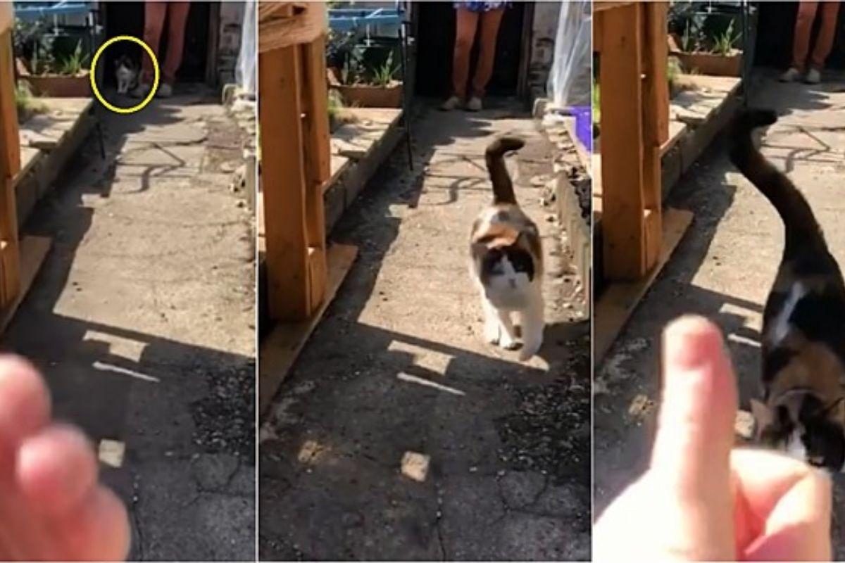 Kafka aprende aos poucos a se comunicar de maneira eficiente com seus donos, que sempre lhe incentivam e dão amor