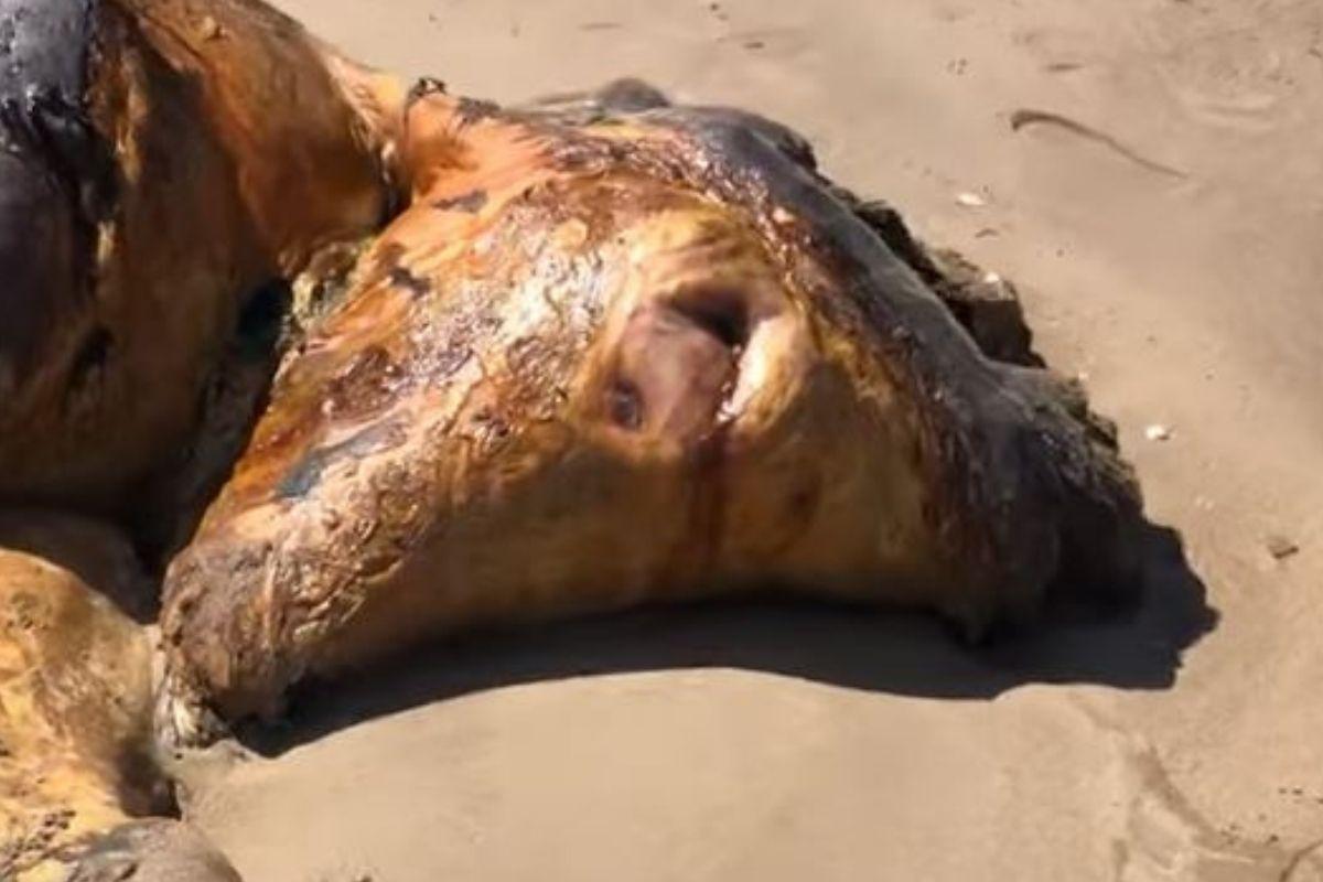 Até hoje não se sabe o que é essa criatura bizarra