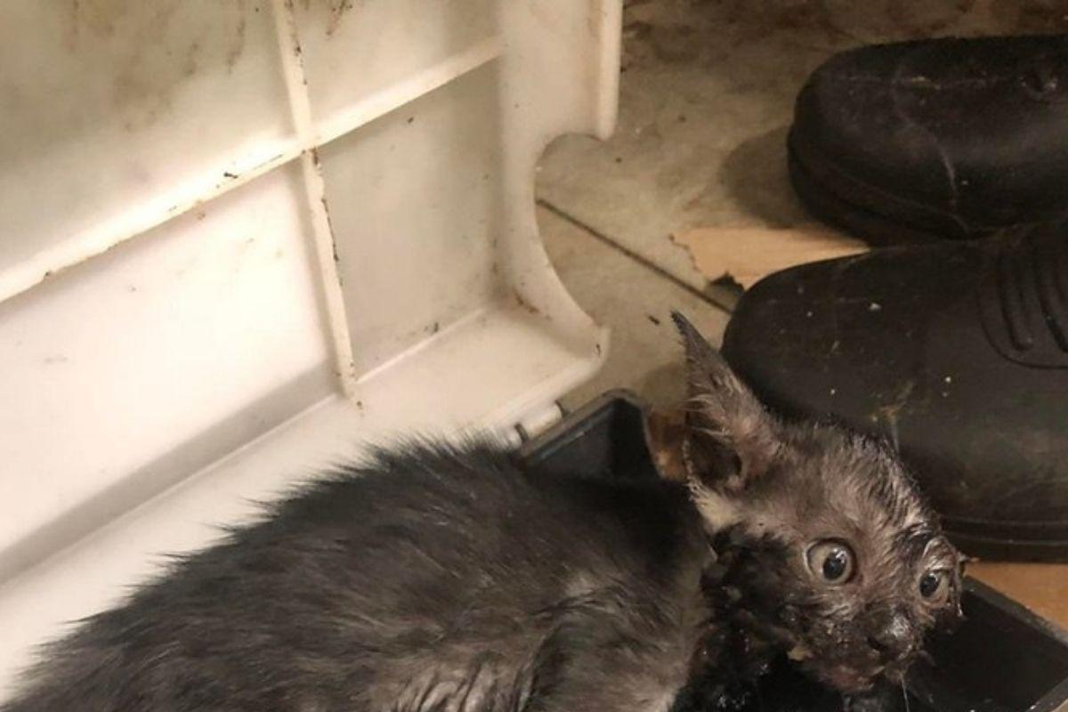 O gato foi resgatado pela ONG e está sendo cuidado