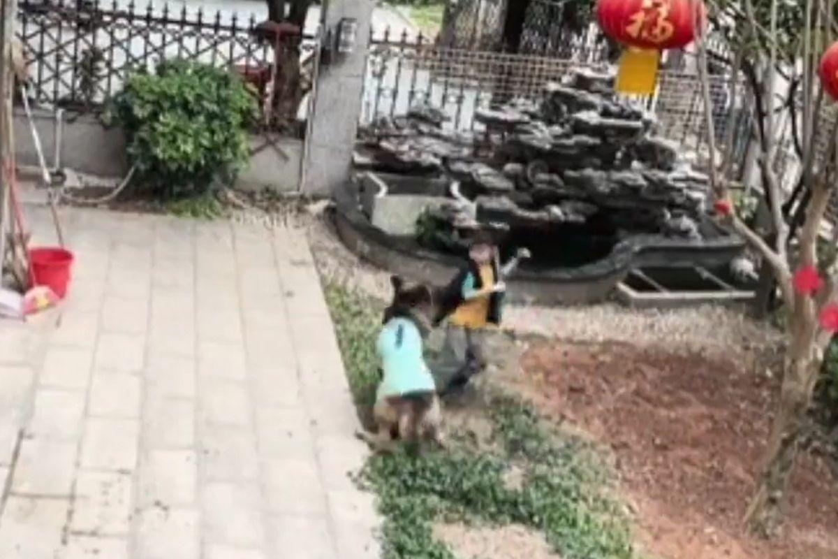O cachorro puxa o menino pela blusa para afastá-lo da água