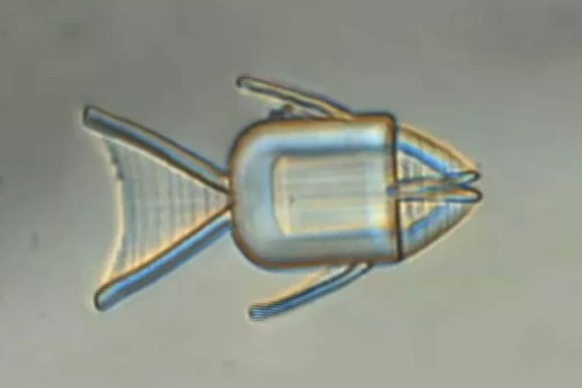 Cientistas criam microrrobô em forma de animais para tratamento de câncer