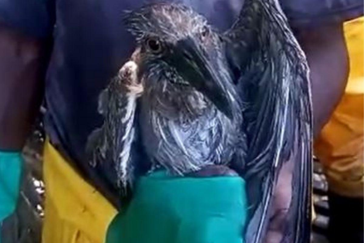 O pássaro foi encontrado preso em uma linha de pipa