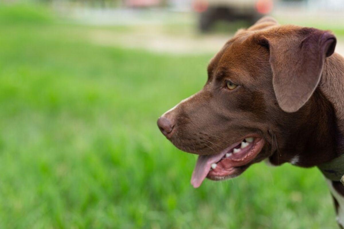Mulher tem ataque cardíaco e morre após ver pitbull perseguindo o filho