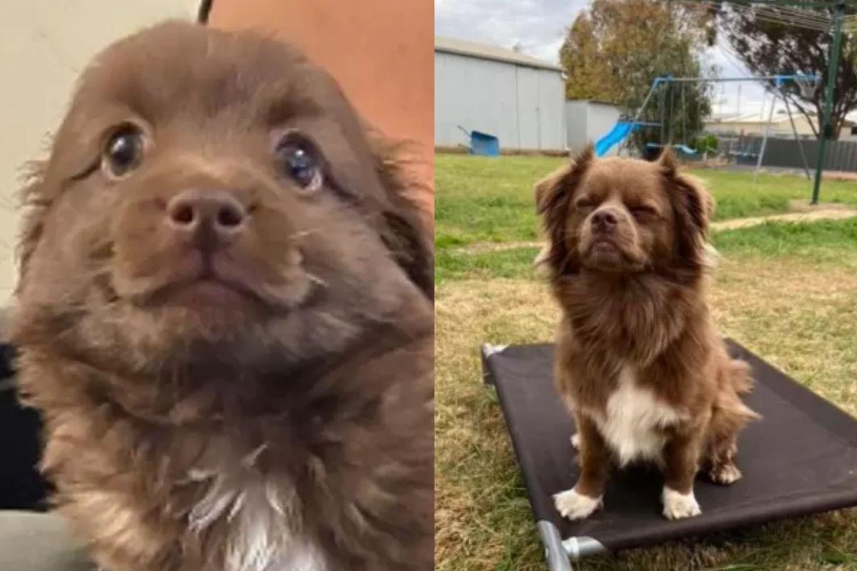 O cachorro tirou boas risadas pela sua expressão icônica
