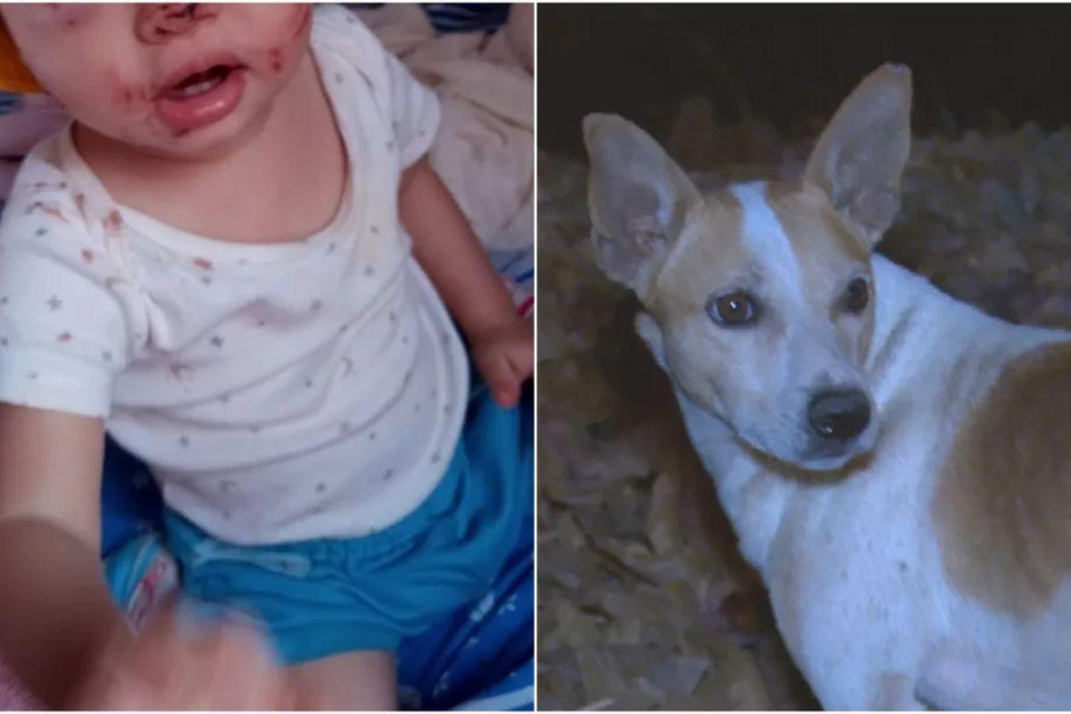 A primeira vez que o cão atacou uma pessoa foi há 2 meses atrás