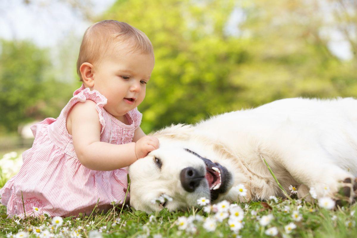 Cachorro reage a emoções positivas com choro