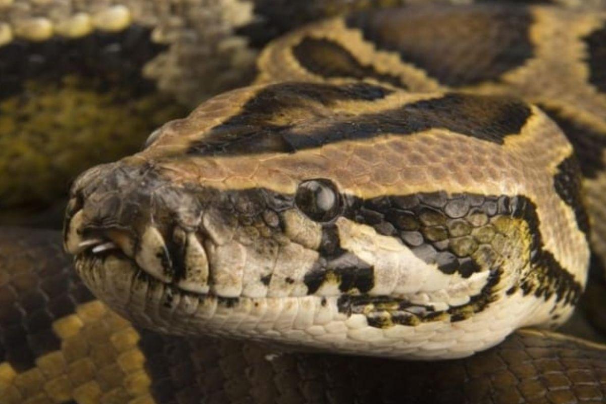 Cobra ataca criança de 2 anos no quintal de casa e a menina revida