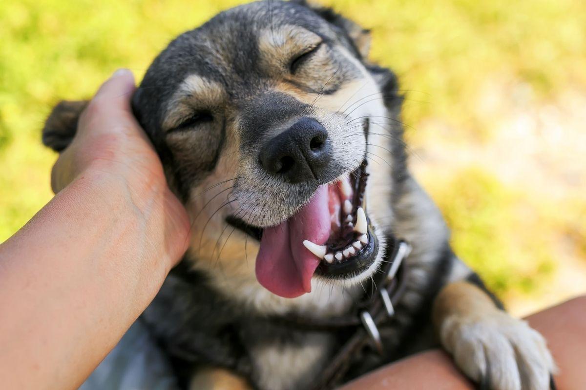 Criança abraçando cachorro