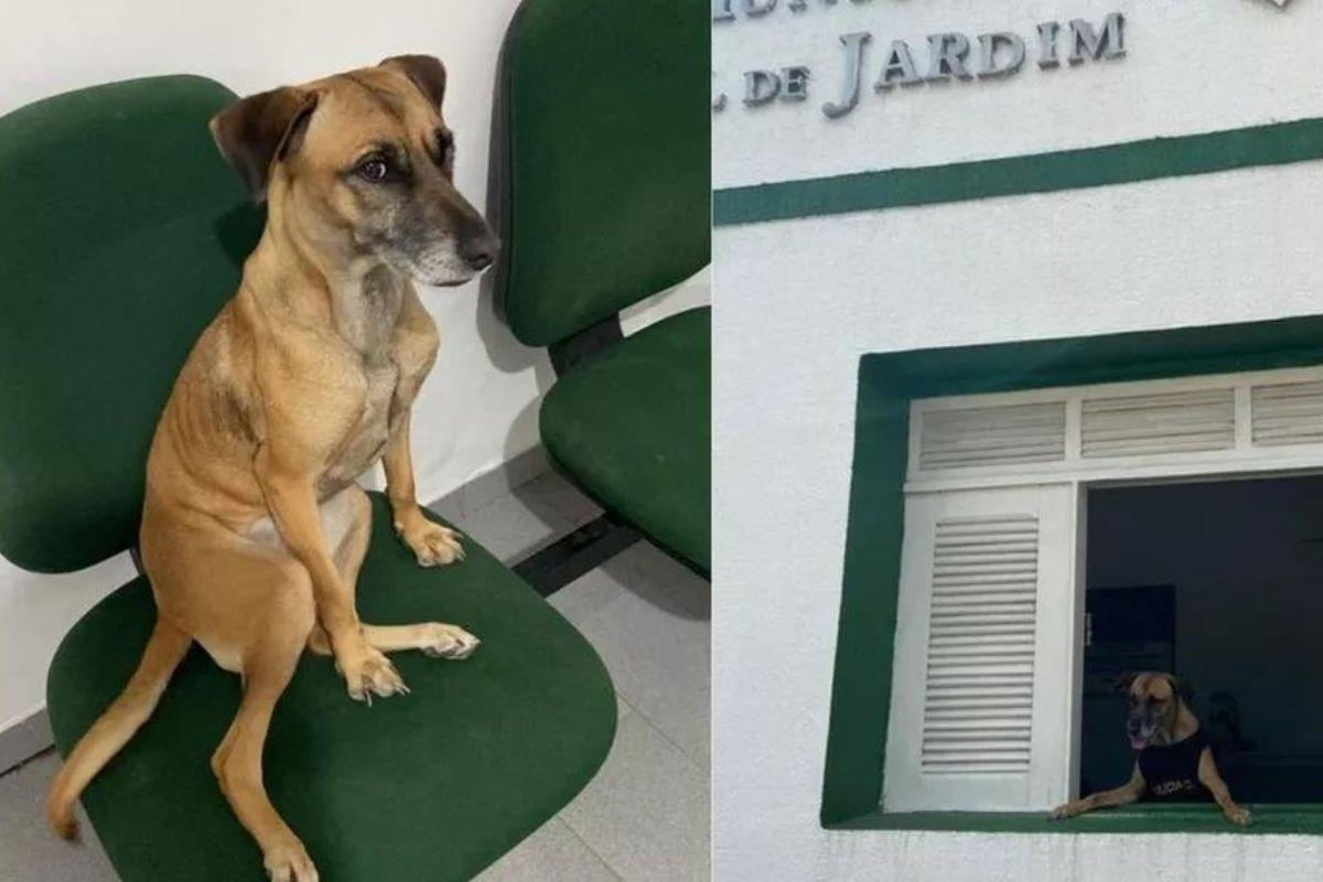 Cadela Berenice é resgatada da rua e adotada por delegacia no Ceará