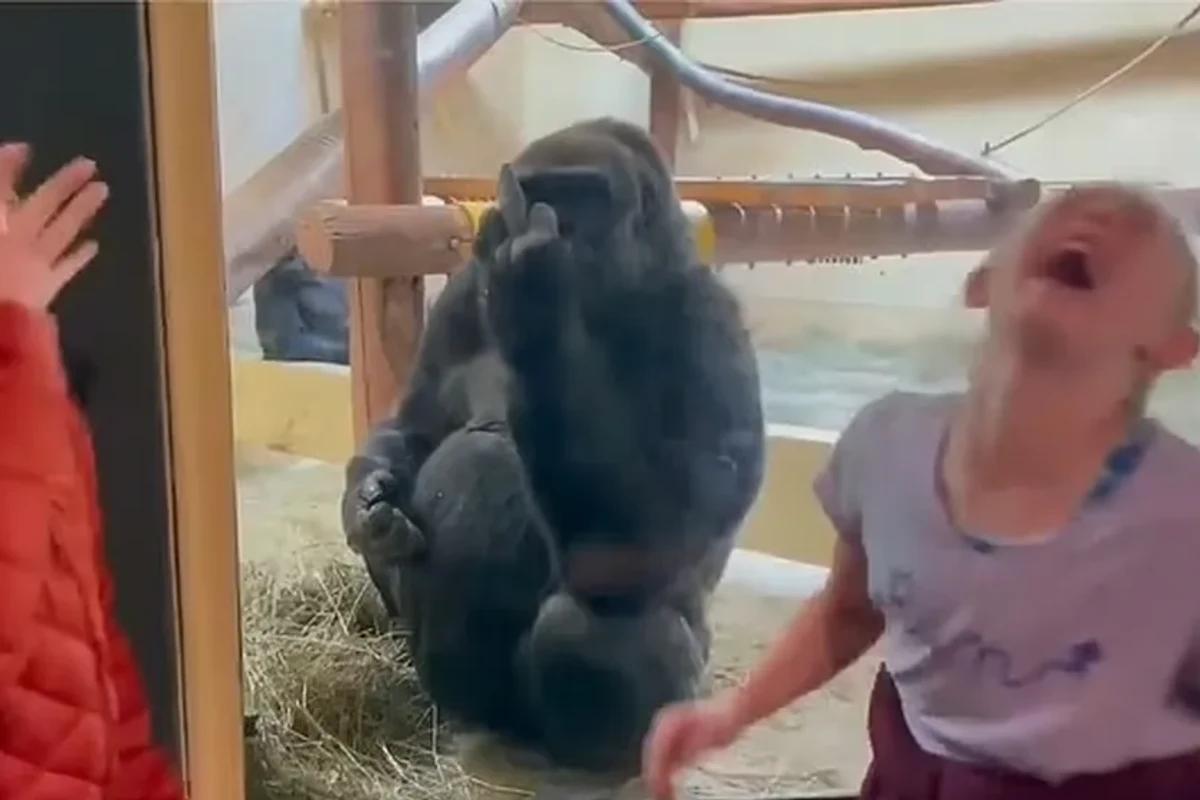Mãe grava filhas ao lado de um gorila mal educado que mostra o ‘dedo do meio’ em zoológico