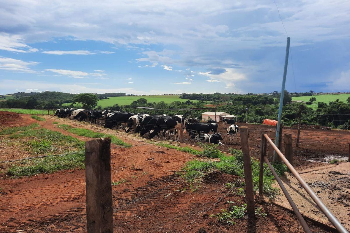 A fazenda conta com 140 vacas e 150 bezerras