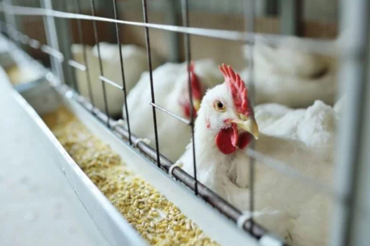 A gripe aviária merece atenção no cenário atual