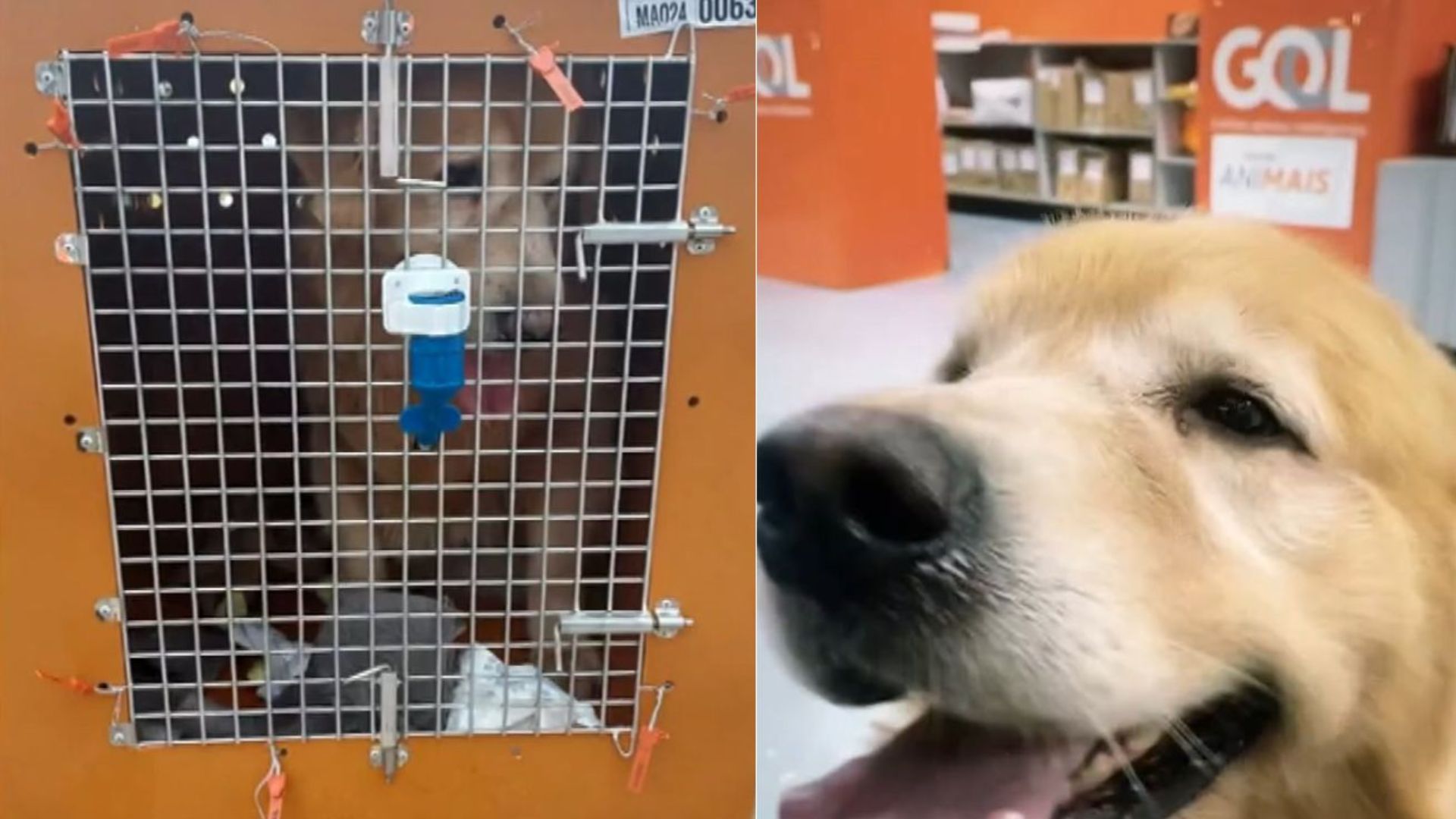 Joca antes de embarcar no voo errado