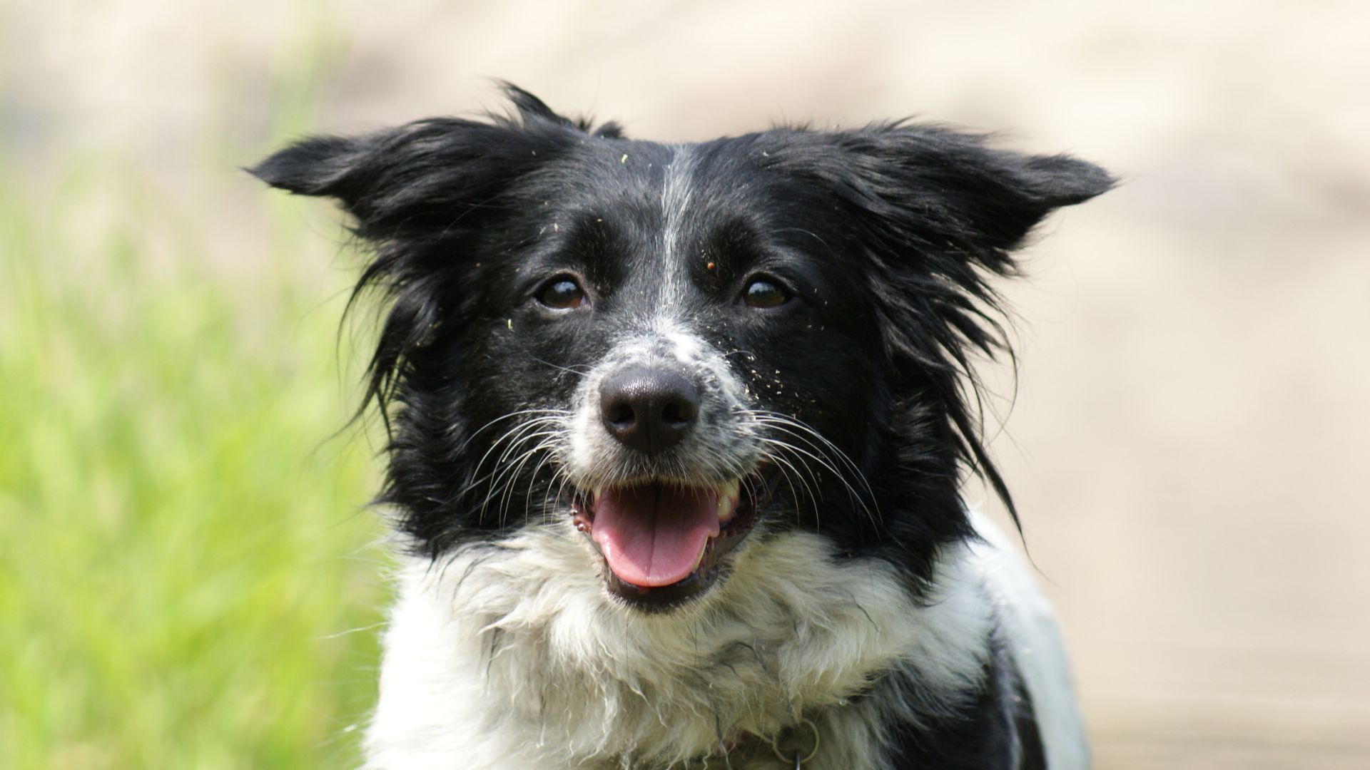 Border Collie