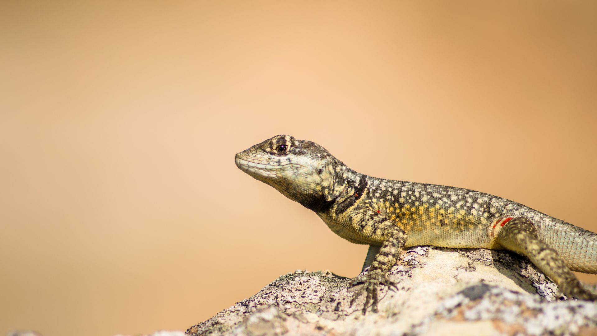 Lagartixa em cima de uma pedra