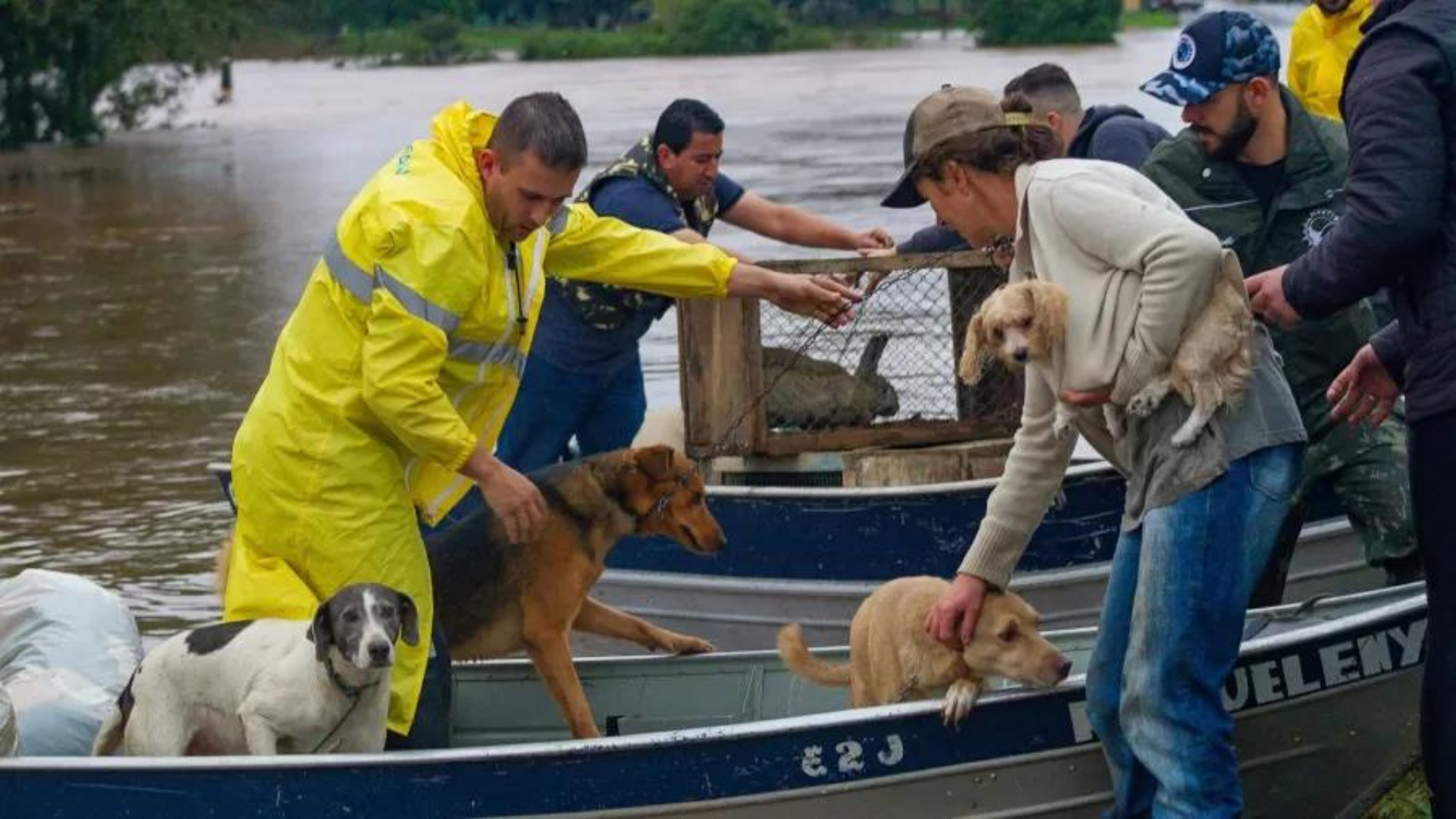Cachorros sendo resgatados no RS