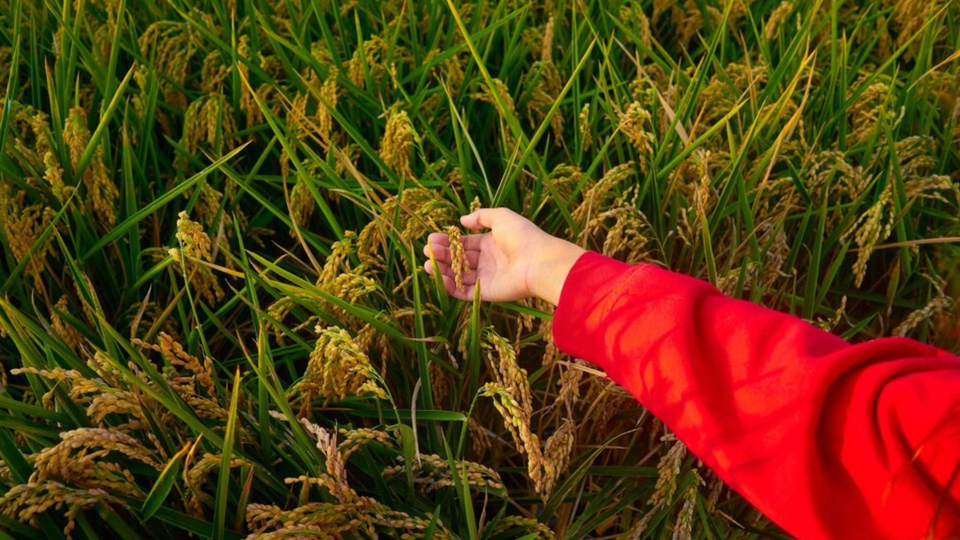 Plantação de Arroz 