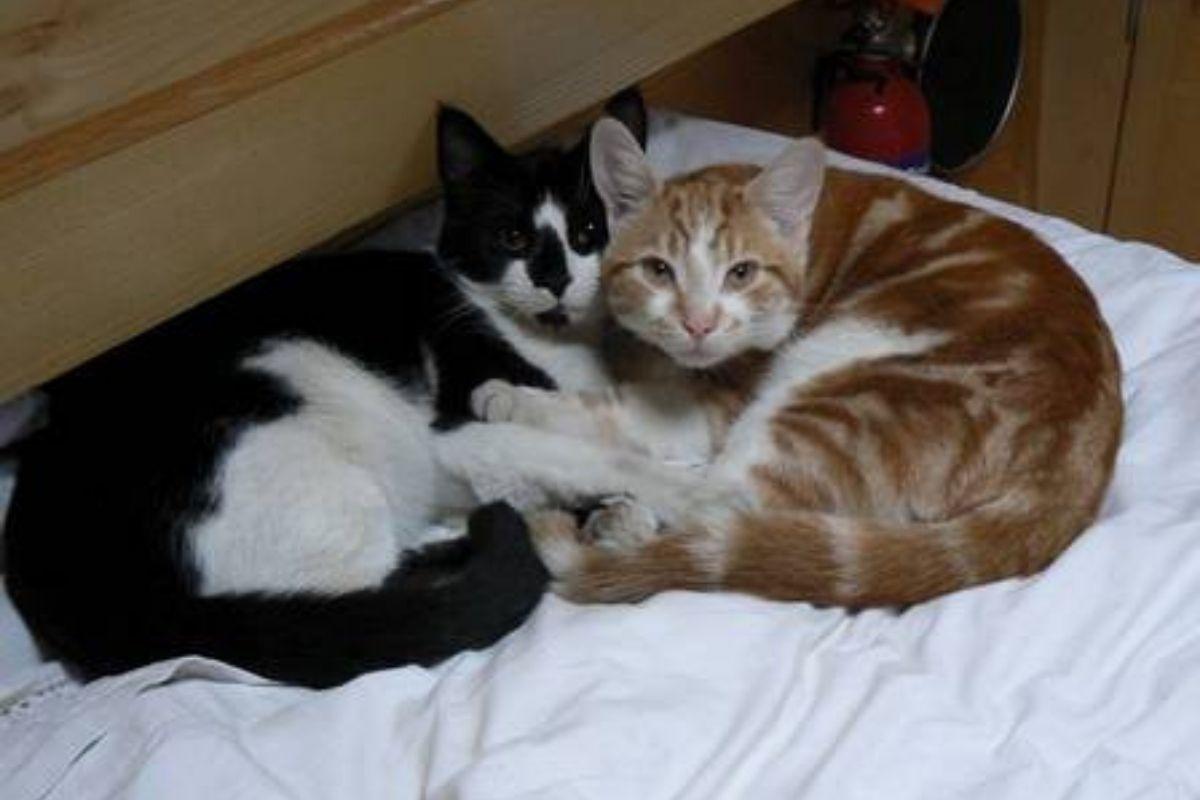 Big Ginge ao lado da outra gata do casal Wease