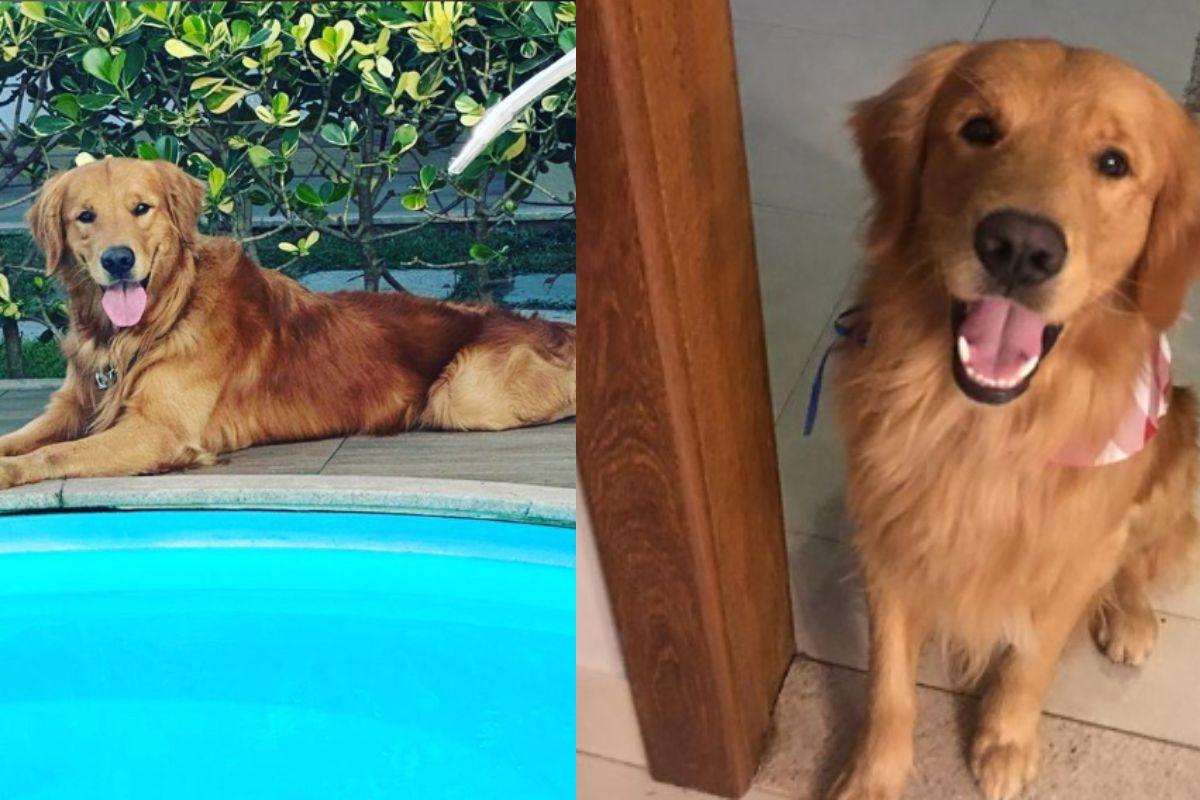 Churros Golden Retriever, cachorro morto por tiro de policial, policial mata cachorro na frente de crianças, cachorro morto por tiro de policial, golden retriever morto por policial na frente de crianças, policial mata golden retriever